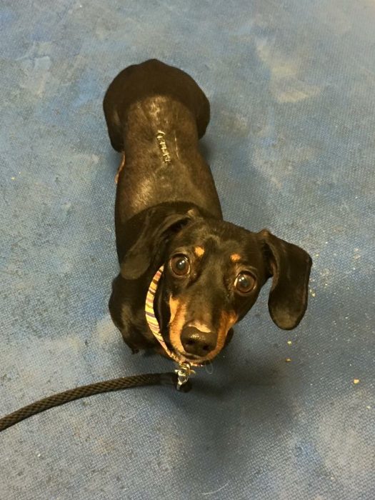 dachshund herniated disc recovery without surgery