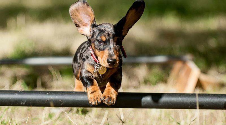 can sausage dogs walk up stairs