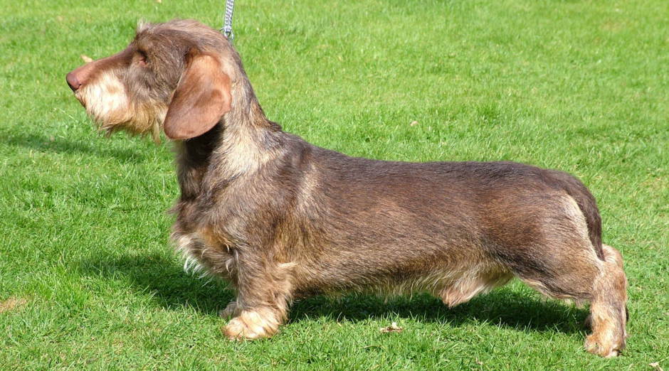standard short haired dachshund